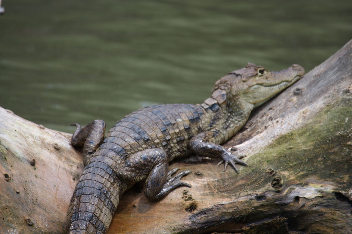 Dwarf crocodile  Dwarf crocodile,Osteolaemus tetraspis,log