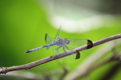 Dragonfly  Costa Rica,Dragonfly