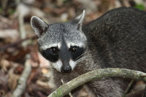 IMG_0197  Procyon lotor,Raccoon