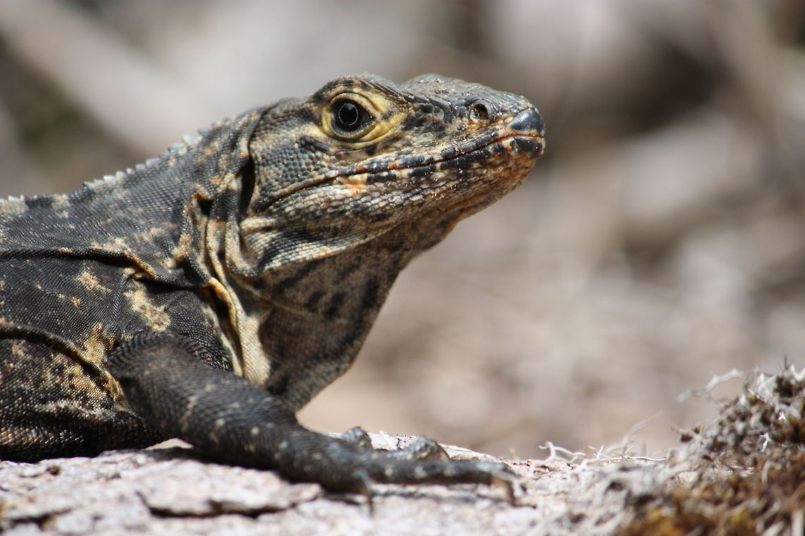 Lizard  Lizard