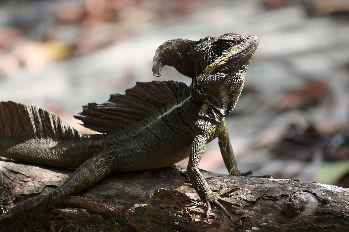 Sturdy Jeus Christ Lizard Sturdy Jeus Christ Lizard Emerald Basilisk,Jesus Christ Lizard,Reptiles