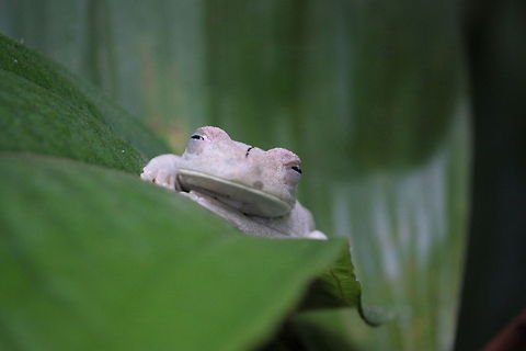 Lazy Frog