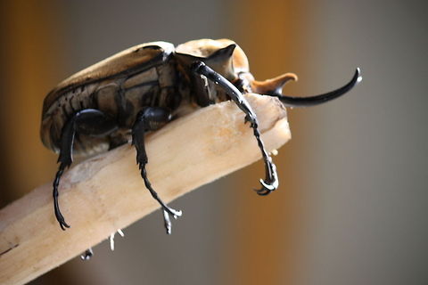 Elephant beetle Oh, man, I feel to tired. That's it, Red five, I am going down! Elephant beetle,Megasoma elephas