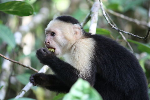 Monkey without a title  Cebus capucinus,Costa Rica,White faced monkey,White-headed capuchin