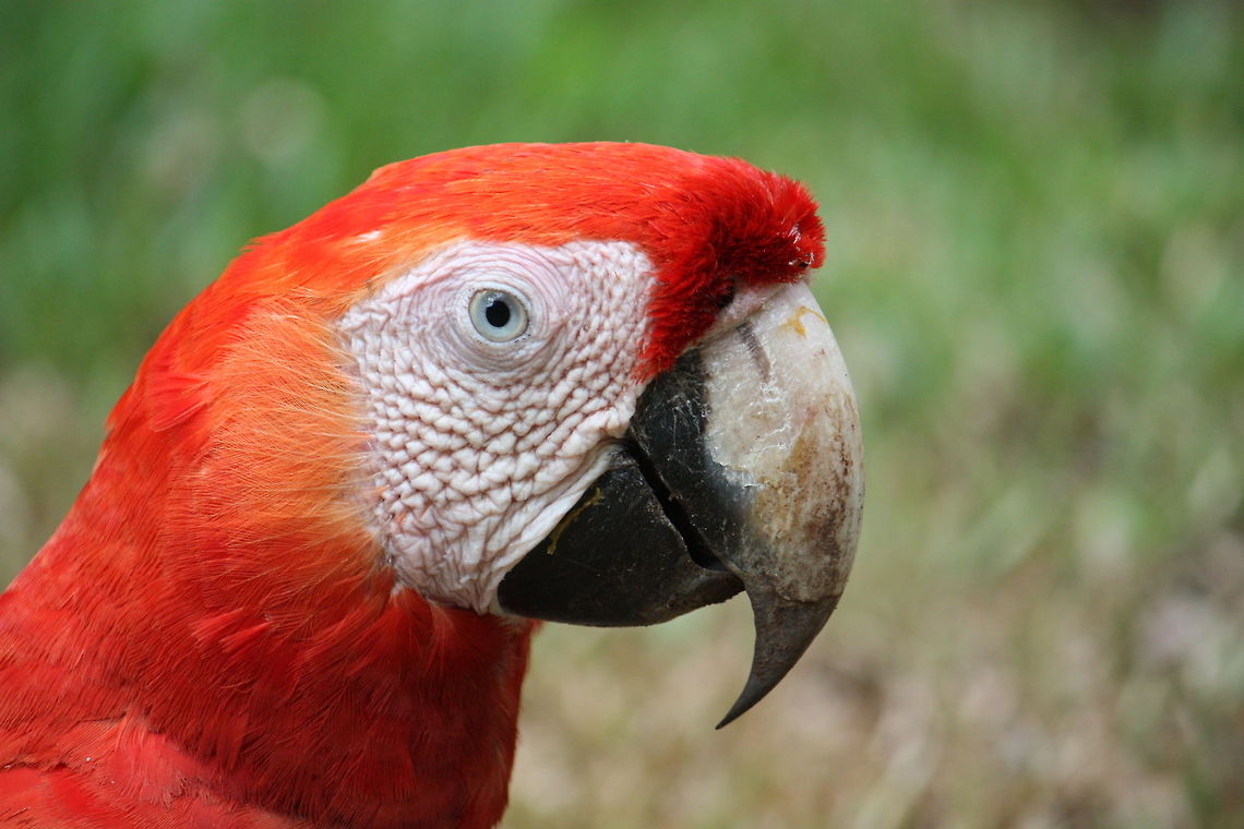 Parrot closeup  Ara macao,Scarlet Macaw