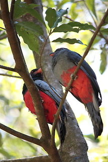 Slaty-tailed Trogon  Slaty-tailed Trogon,Trogon massena