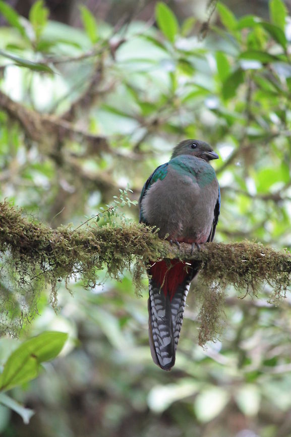 Female Quetzal  Costa Rica,Eared Quetzal,Euptilotis neoxenus,Female Quetzal