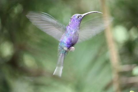 Hummingbird in action  Birds,Campylopterus hemileucurus,Costa Rica,Hummingbird,Violet sabrewing