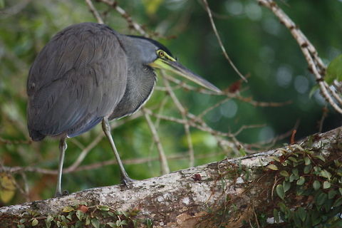 Tiger-Heron  Bare-throated Tiger Heron,Tigrisoma mexicanum
