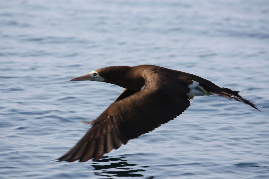 Brown Booby in flight  Brown Booby,Sula leucogaster