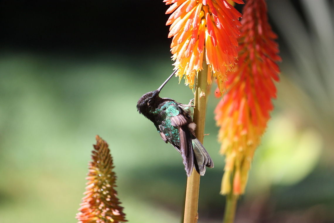 Hummingbird Hummingbird feeding on Nectar from a colorful plant. Amazilia edward,Birds,Costa Rica,Hummingbird,Snowy-bellied Hummingbird
