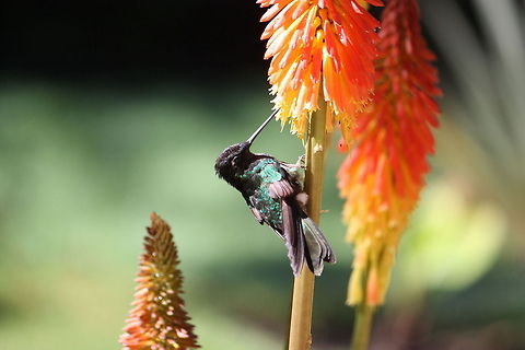 Hummingbird Hummingbird feeding on Nectar from a colorful plant. Amazilia edward,Birds,Costa Rica,Hummingbird,Snowy-bellied Hummingbird