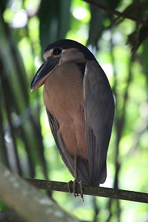 Boat-billed Heron  Birds,Boat-billed Heron
