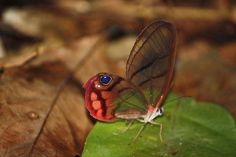 Glasswing Butterfly Pink-tipped Satyr Butterfly Cithaerias pireta,butterfly