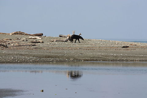 Tapir on the beach of Costa Rica  Costa Rica,Tapir