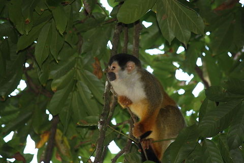 IMG_0792  Common squirrel monkey,Saimiri sciureus