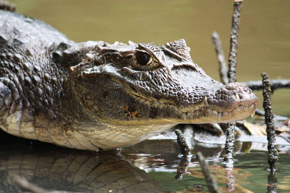 IMG_0601  Dwarf crocodile,Osteolaemus tetraspis