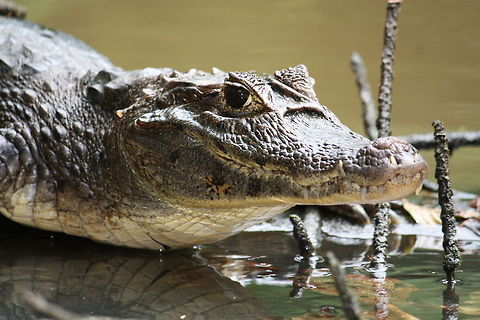 IMG_0601  Dwarf crocodile,Osteolaemus tetraspis