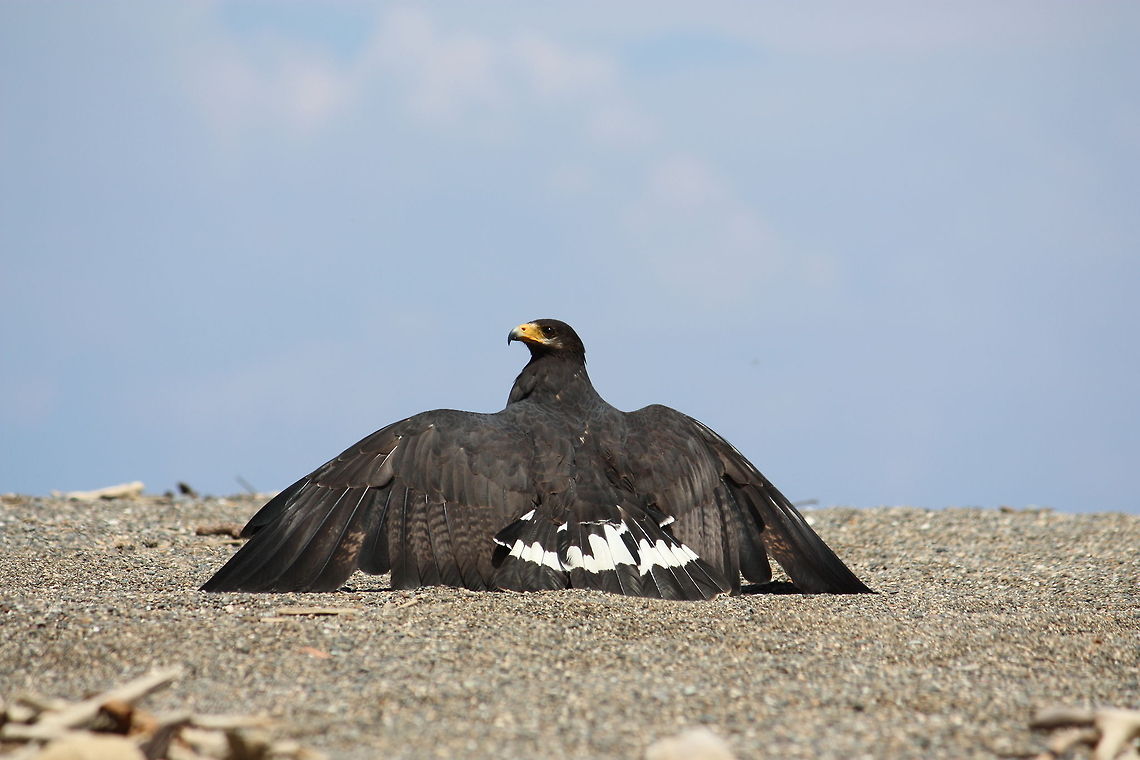 IMG_0733  Bird of prey