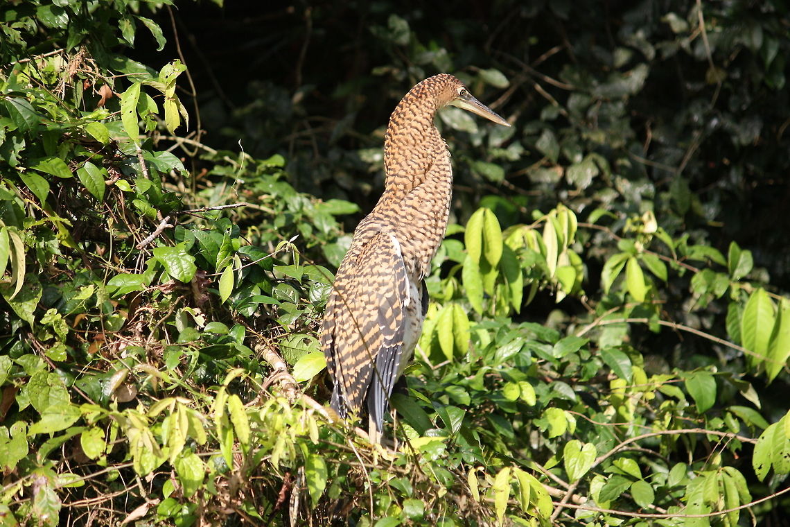 Young Tiger Heron  Costa Rica,tiger heron