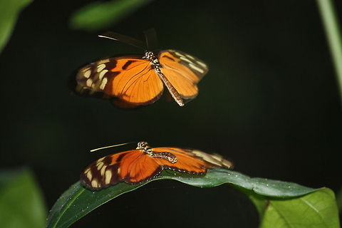 Butterflies  Butterfly,Heliconius ismenius,Insects