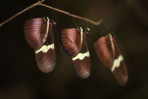 Three in a row Three butterflies hanging upside down a twig. Butterfly,Heliconius hortense,Mexican Longwing