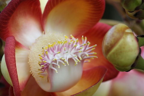 Orchid closeup Orchid closeup Costa Rica,Flowers,Orchids