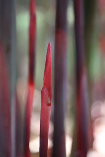 Red Bamboo Red Bamboo Bamboo,Fargesia jiuzaighou,Plants