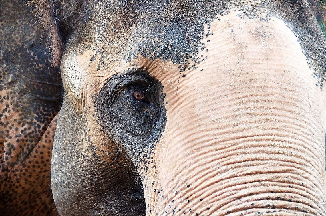 Elephant  Asian elephant,Elephas maximus