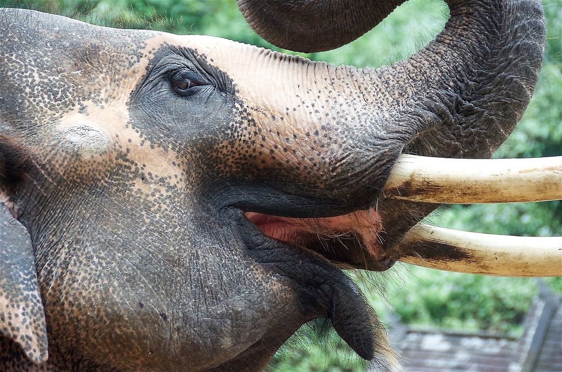 Elephant Asian elephant photographed near Xishuangbanna, China Asian elephant,Elephas maximus
