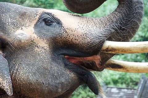 Elephant Asian elephant photographed near Xishuangbanna, China Asian elephant,Elephas maximus