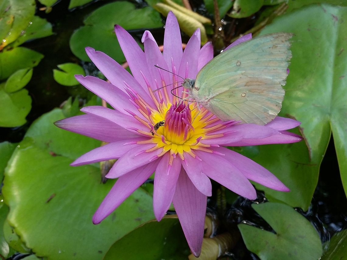 Beauty With Pollinators Two pollinators feeding on a Water lily, describing bonding between natural creatures.<br />
Place- Pune University, Pune, Maharashtra,India<br />
Date-Oct 20 2015 Nymphaea caerulea