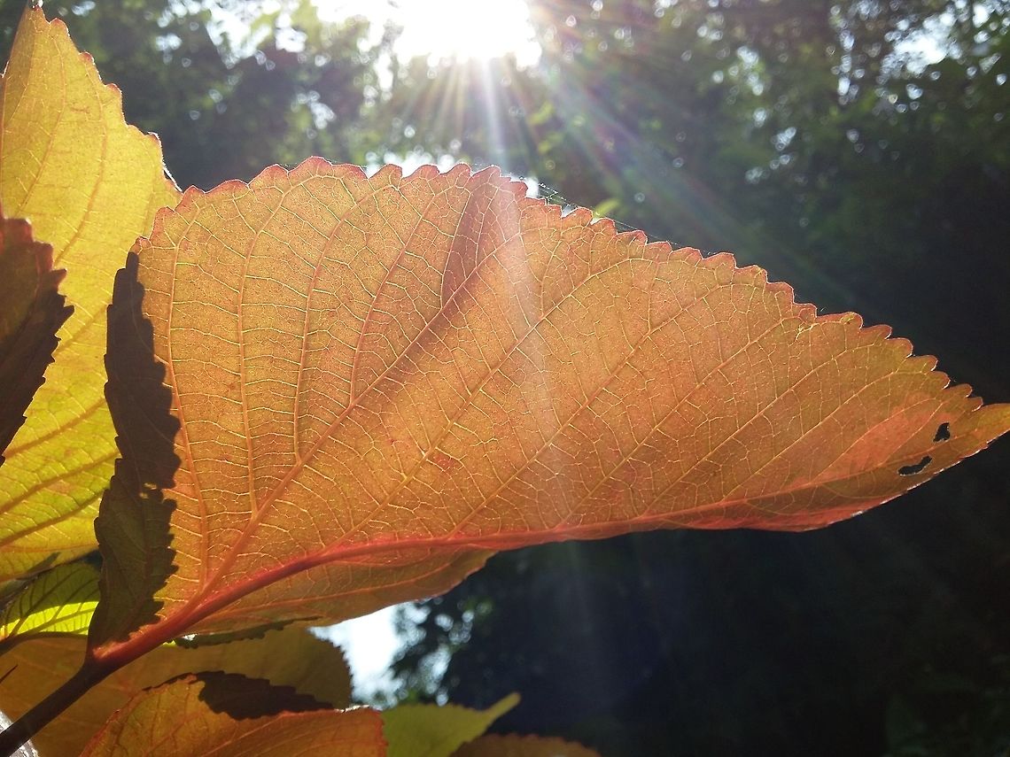 Reddish leaf shinning in sunlight At evening, i took this photo in Pune university garden.Venation pattern can be seen clearly. Fall,Geotagged,India,Leaf,Mah.,PUNE,Sunlight,Venation