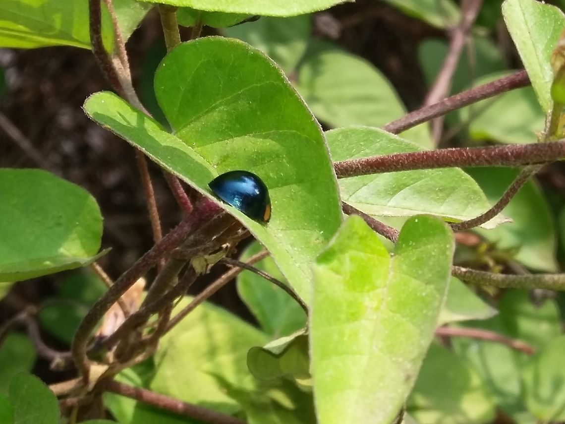Blue Lady Beetle ID Requested, Photo captured in Bangalore, India<br />
 Curinus coeruleus,Metallic Blue Lady Beetle