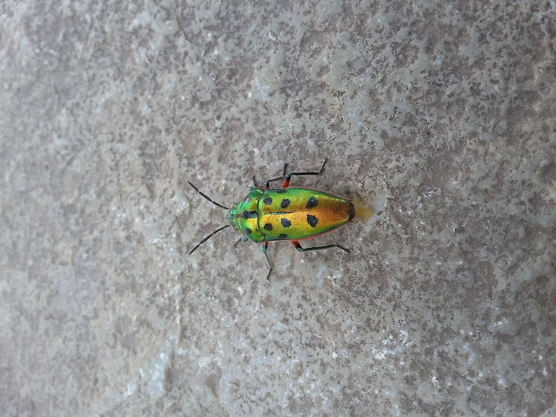 Scutelleridae Photo captured in Satara district , Maharashtra , INDIA<br />
color is somewhat shiny, sitting calmly,secreted yellow fluid etc.