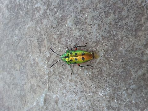 Scutelleridae Photo captured in Satara district , Maharashtra , INDIA
color is somewhat shiny, sitting calmly,secreted yellow fluid etc.