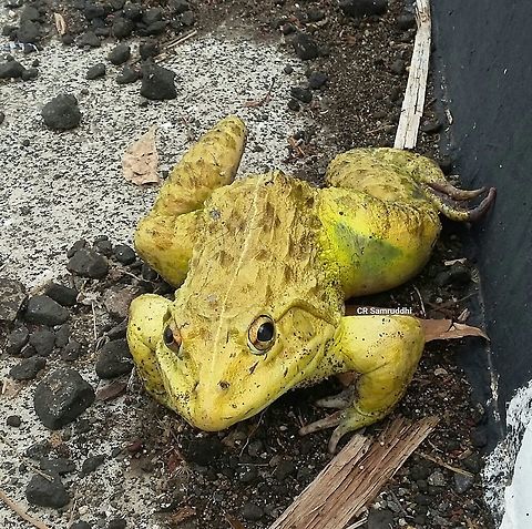 Indian bull frog Fluorescent green. Sitting calm. Without motion.
Photo capture at Satara-Pune highway, Maharashtra, India. Asian bullfrog,Geotagged,Hoplobatrachus tigerinus,India