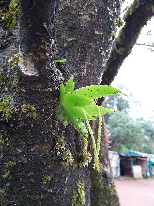 Oberonia recurva Oberonia recurva Lindl. Flowering plant<br />
Photo captured at Kaas Plateau, Maharashtra<br />
Many endangered and endemic species of organisms are there Endangered,Fall,Geotagged,India,Kaas plateau,Oberonia recurva,endemic