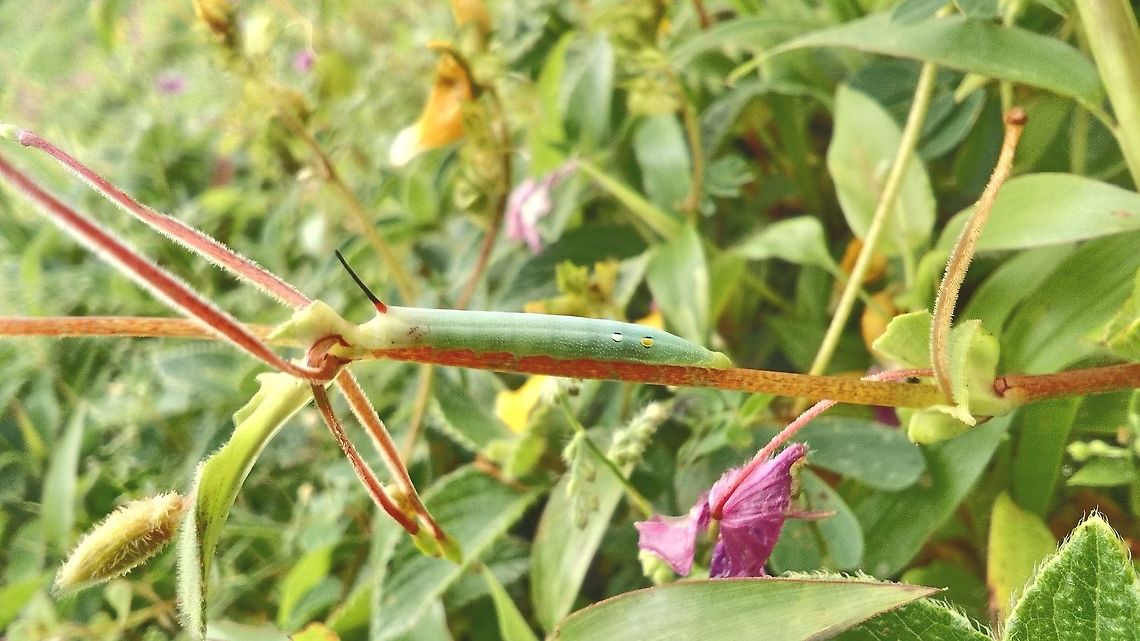 Hawkmoth Caterpillar ?? Photo captured at Kaas Plateau, Satara<br />
Relaxing on a herb, with black thorn  Deilephila porcellus,Fall,Geotagged,India,Small elephant hawk-moth,caterpillar,kaas plateau