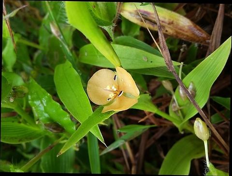 Marsh Dewflower Murdannia lanuginosa 
Vulnerable herb found in peninsular India,
The genus is named in honor of Murdan Aly, plant collector and former director of the herbarium at Saharunpore, India. Dewflower,Geotagged,India,Murdannia,vulnerable Murdannia lanuginosa