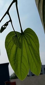 Veins gives us strength! Small flowering tree, maybe Phanera species, green leaves Geotagged,India,Leaf,Tree,Vein