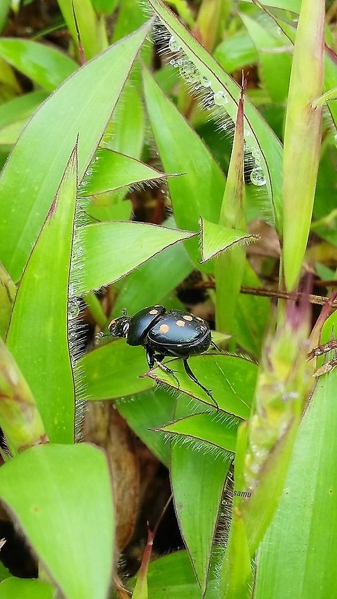 A small creature Location- Kaas plateau, Satara, Maharashtra <br />
Beetle with black body and yellow dots Beetle,Black,kaas plateau