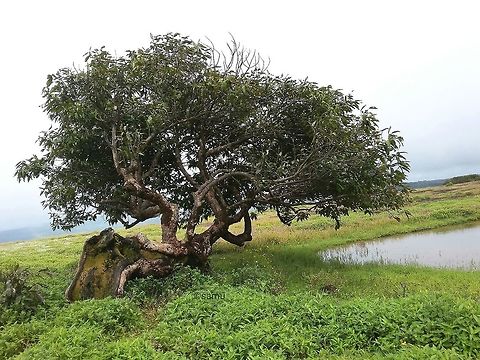 Bent tree May be attracted towards water Tree,Western ghat