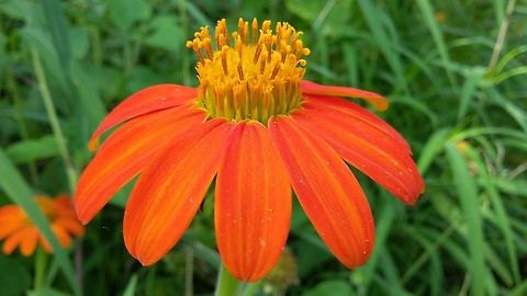 Asteraceae member Asteraceae member
Ornamental flower
Orange color
Location - Pune Maharashtra 
Date captured - 25/09/2015 Asteraceae,Fall,Geotagged,India,Orange color,Red sunflower,Tithonia rotundifolia