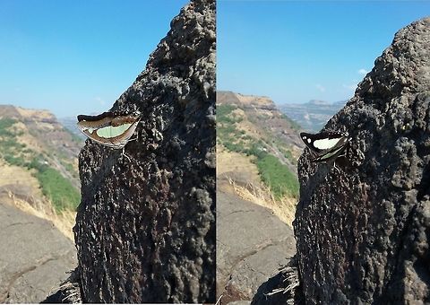 Nawab Butterfly Photo captured at Monkey hill point, Khandala, Maharashtra, India.
Date - 12 June 2016
Both are the same. Butterfly,Common nawab,Geotagged,India,Khandala,Polyura athamas