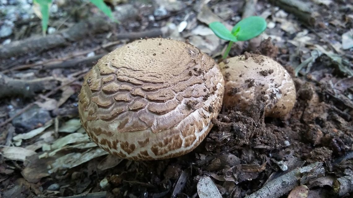 Rainy season beauty Different varieties of Fungi are found at Pune University.<br />
Photo captured in Sept 2015<br />
Short height fungi, white-brown-cream colored, uneven top, round shape Fall,Geotagged,India,fungi,pune,round shape