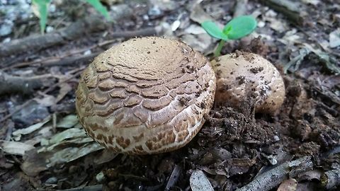 Rainy season beauty Different varieties of Fungi are found at Pune University.
Photo captured in Sept 2015
Short height fungi, white-brown-cream colored, uneven top, round shape Fall,Geotagged,India,fungi,pune,round shape