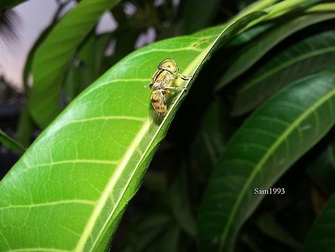 Friendship of a Bee and a Mango Tree Photo taken-17 Dec 2017 Geotagged,India,bee