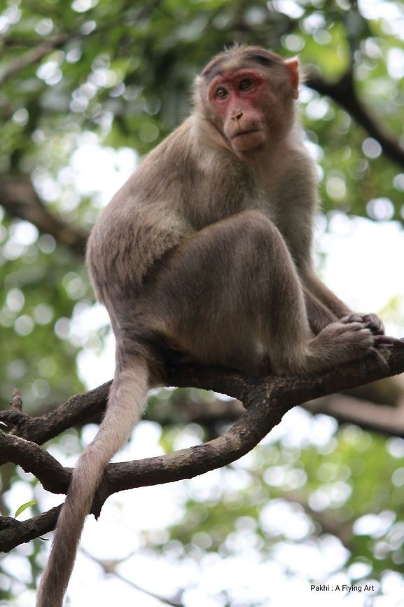 Ancestor of human mankind Commonly found in the Pune- Lonavla, India,<br />
Only face skin is reddish. Ancestor,Bonnet macaque,Geotagged,India,Macaca mulatta,Macaca radiata,Monkey,Pune,Rhesus macaque,maharashtra