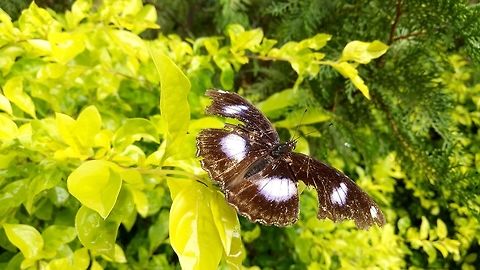 Butterfly 1 Captureed at Parvati hills, Pune.
Wings are not entire. Butterfly,Great Eggfly,Hypolimnas bolina,India,Pune